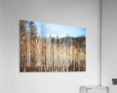 Reeds Acrylic Print