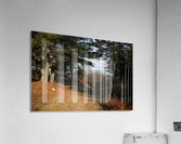 Mighty Trees Acrylic Print