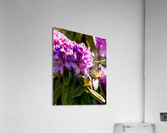 Flower3 Acrylic Print