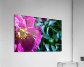 Flowers8 Acrylic Print