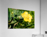 Flowers1 Acrylic Print