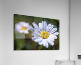 Flowers7 Acrylic Print