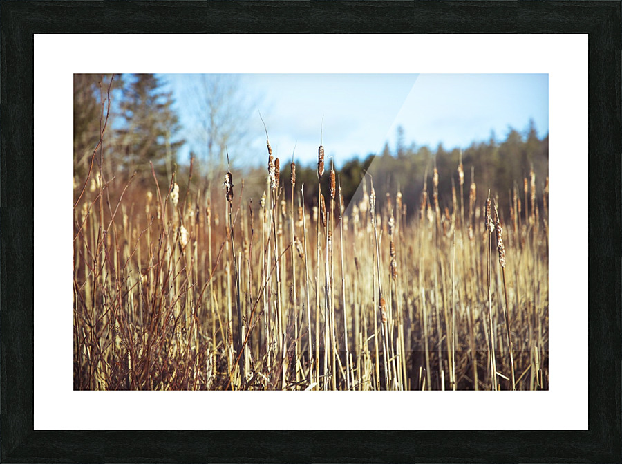 Reeds Picture Frame print