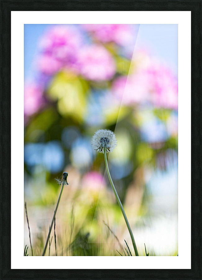 Flowers5 Picture Frame print
