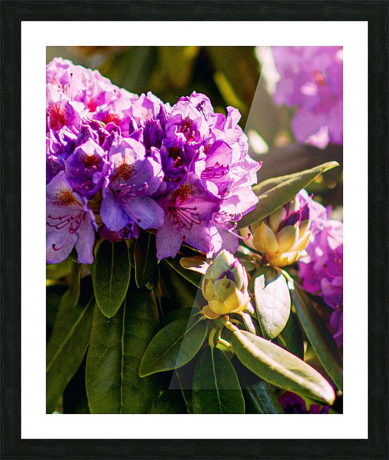 Flower3 Picture Frame print