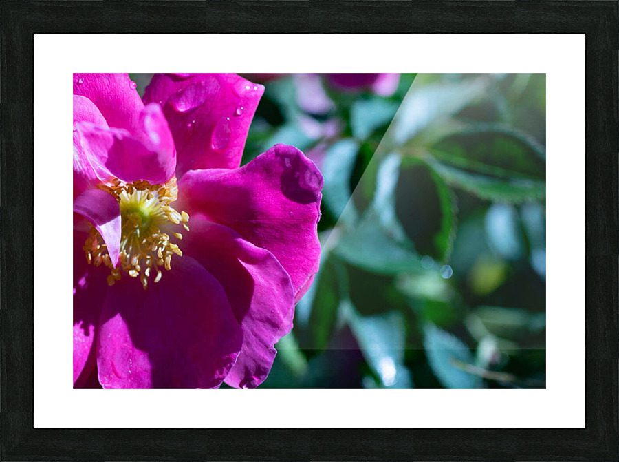 Flowers8 Picture Frame print