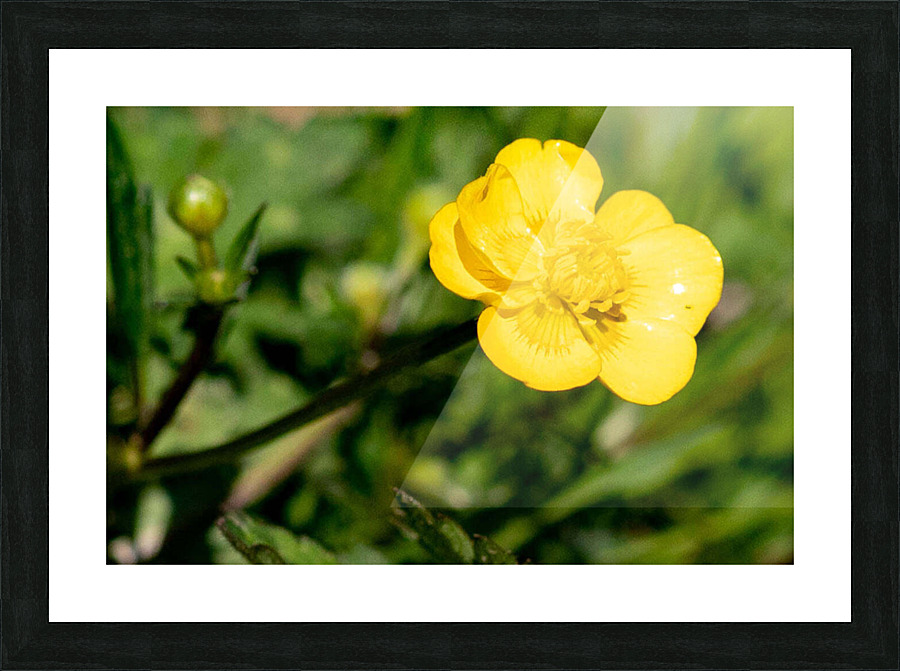 Flowers1 Picture Frame print