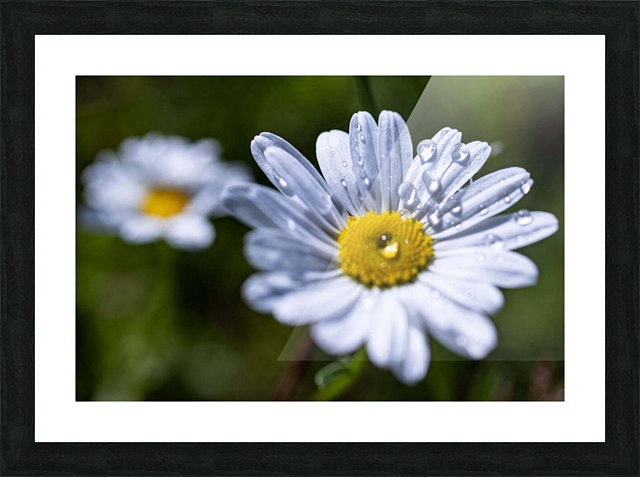 Flowers7 Picture Frame print