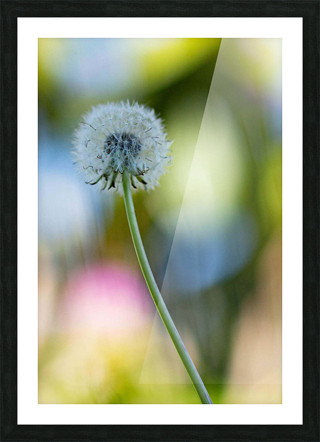 Flowers4 Picture Frame print