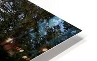 Mighty Trees HD Metal print