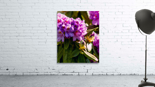 Flower3 Wall Preview