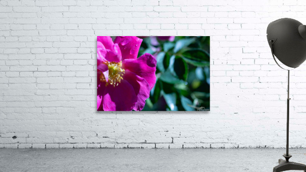 Flowers8 Wall Preview