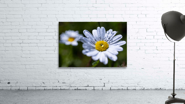 Flowers7 Wall Preview