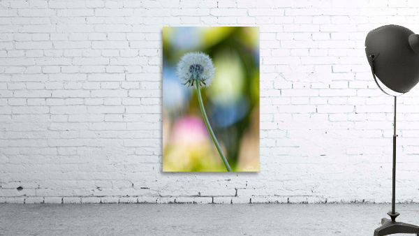 Flowers4 Wall Preview