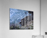 DSCN6820 Acrylic Print