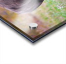 Bulls Eye - Manitoba Bison Acrylic print