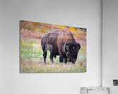 Bulls Eye - Manitoba Bison Acrylic Print