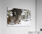 Its a Lynx Wunderland Acrylic Print