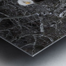 DESPERADO - The Eagle Metal print