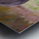 Bulls Eye - Manitoba Bison Metal print