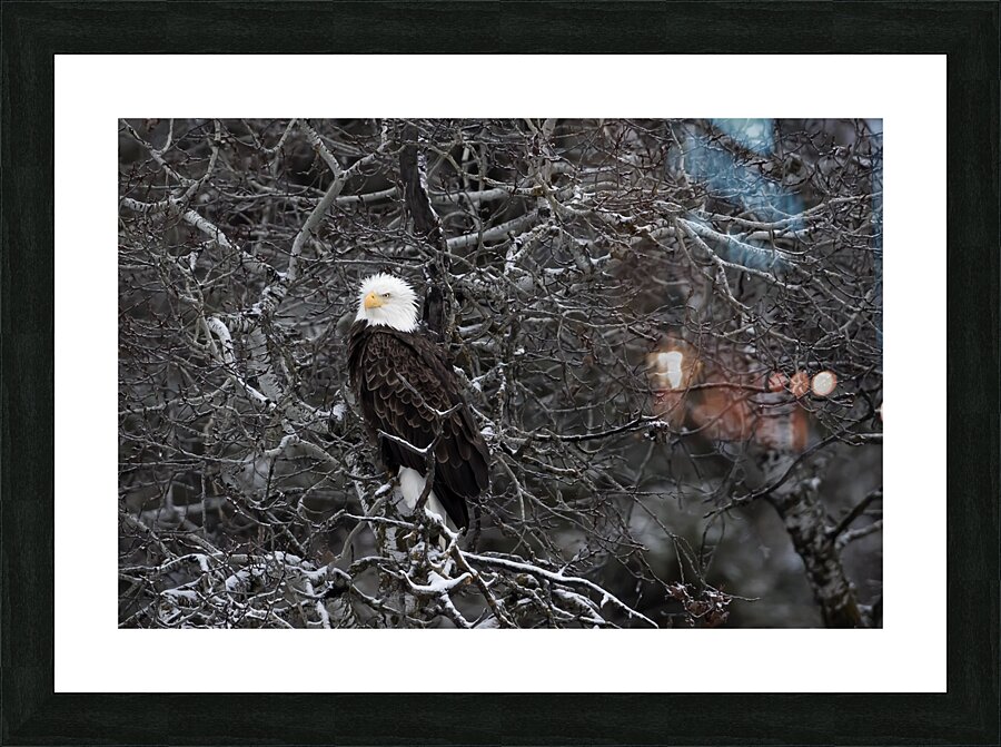 DESPERADO - The Eagle Picture Frame print
