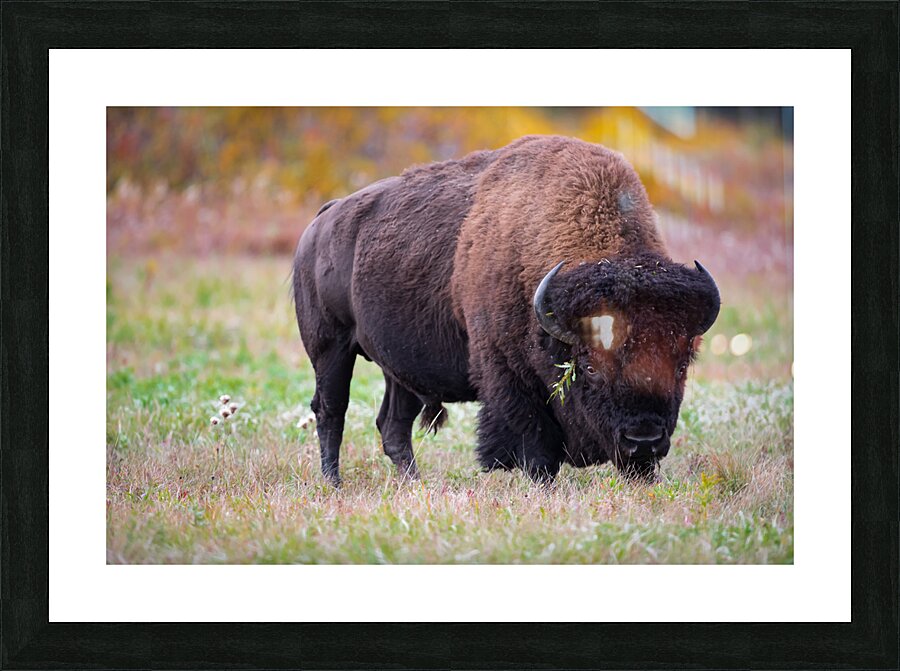 Bulls Eye - Manitoba Bison Picture Frame print