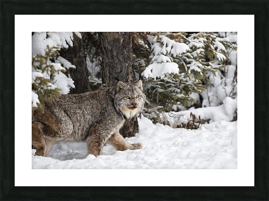 Its a Lynx Wunderland Picture Frame print