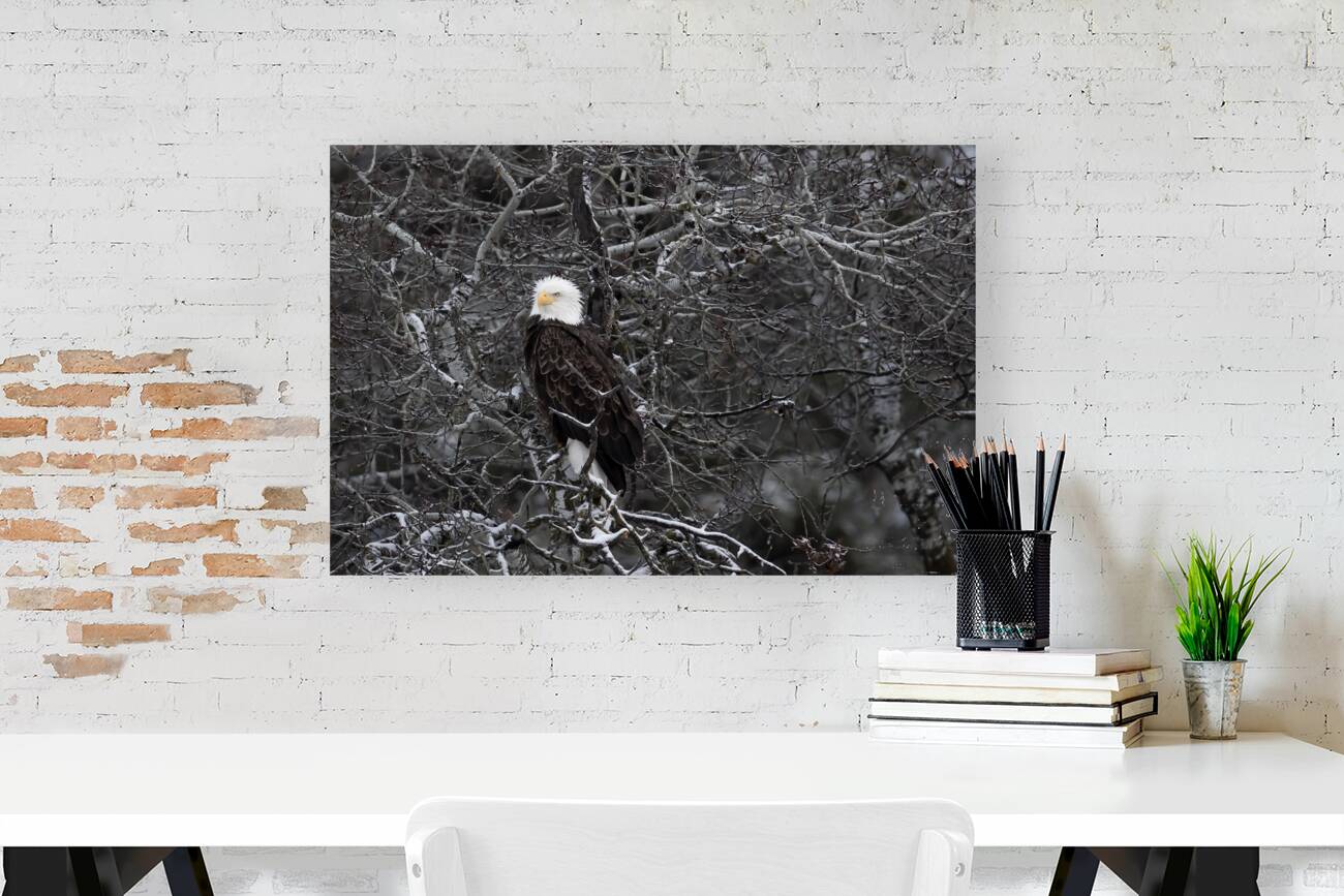 DESPERADO - The Eagle Reproduction