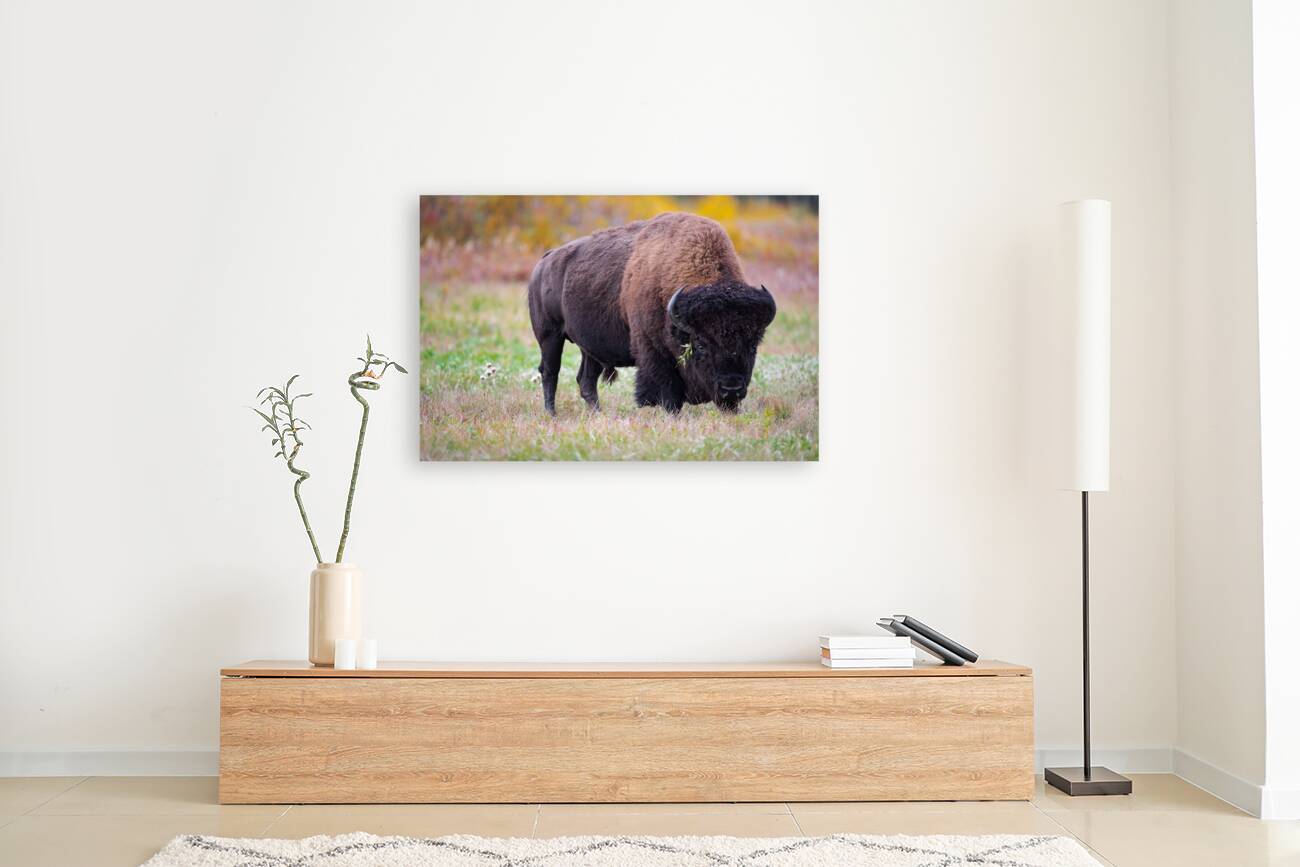 Bulls Eye - Manitoba Bison Reproduction
