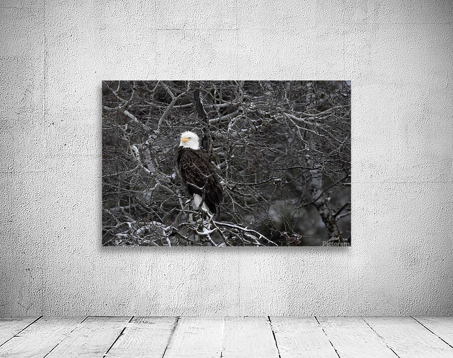 DESPERADO - The Eagle Wall Preview