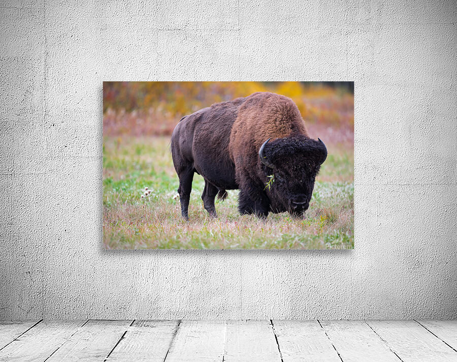 Bulls Eye - Manitoba Bison Wall Preview