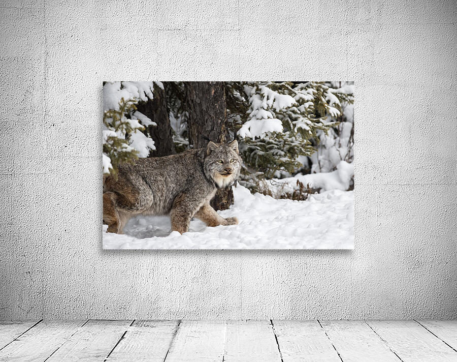 Its a Lynx Wunderland Wall Preview