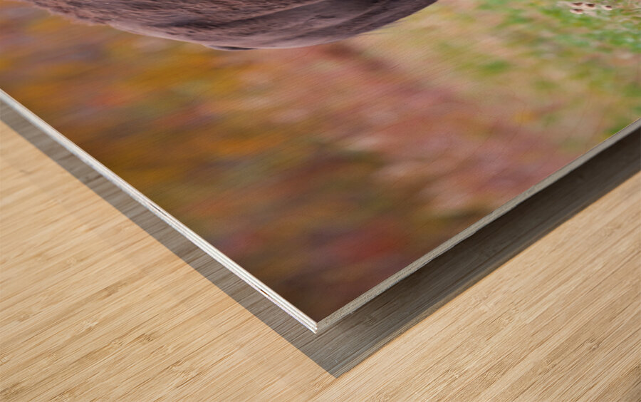 Bulls Eye - Manitoba Bison Wood print