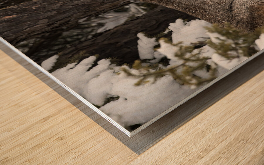 Its a Lynx Wunderland Wood print