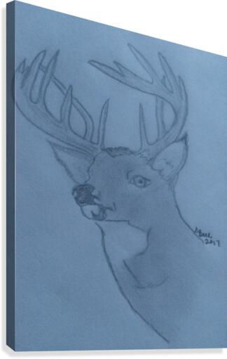 Maine Deer Canvas Print