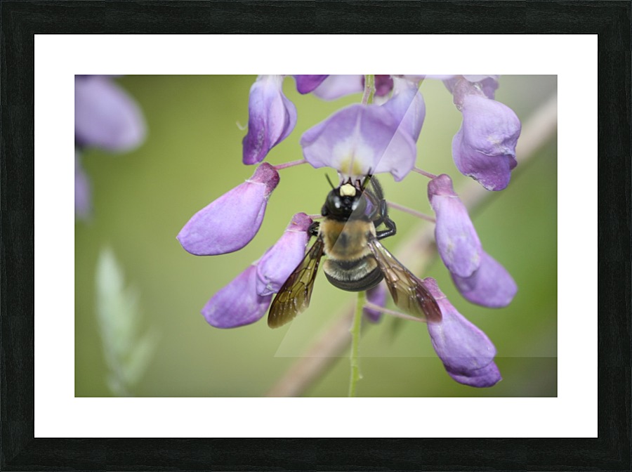 Busy Bee Picture Frame print