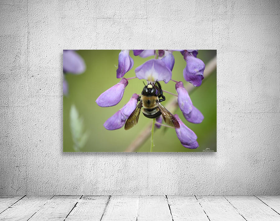 Busy Bee Wall Preview
