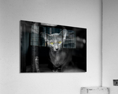 Yecat Acrylic Print