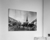 Eiffel Sheep Acrylic Print
