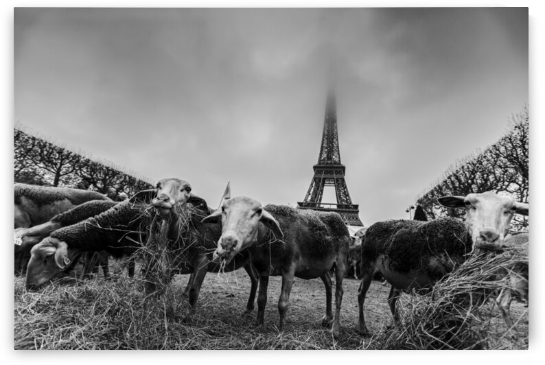 Eiffel Sheep by Nicolas Kovarik
