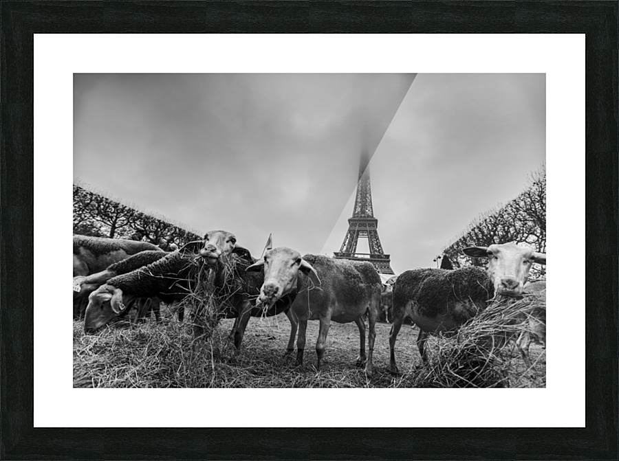 Eiffel Sheep Picture Frame print