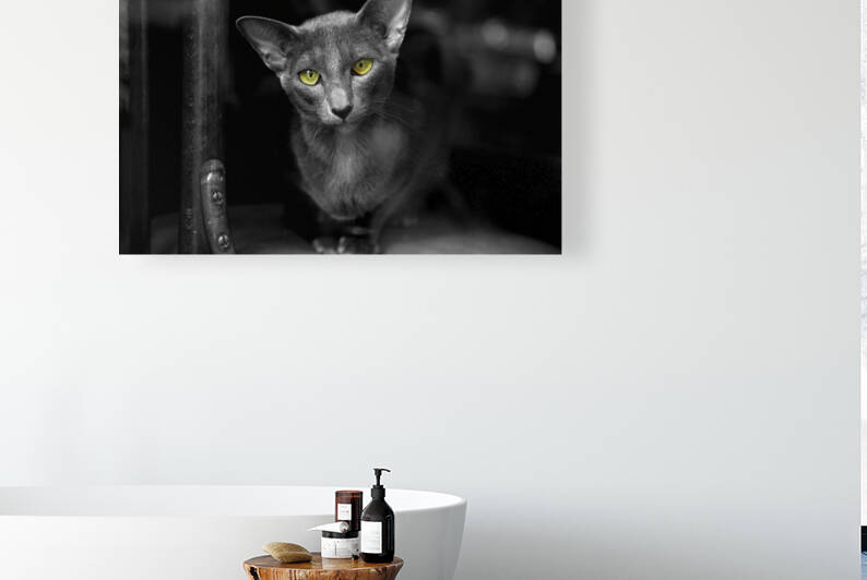 Yecat by Nicolas Kovarik