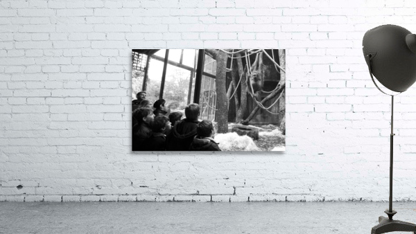 monkey Wall Preview