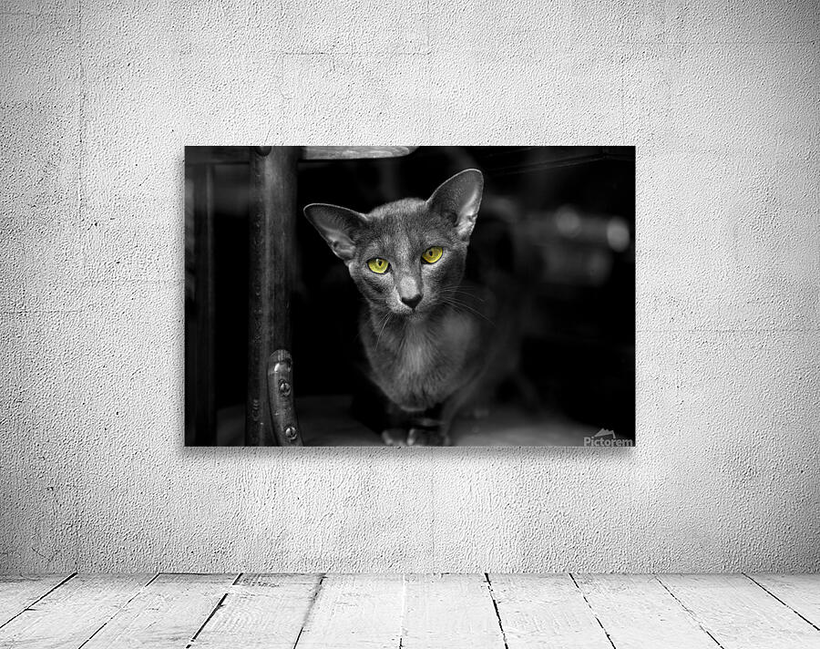 Yecat Wall Preview