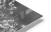 Frosty Trees HD Metal print