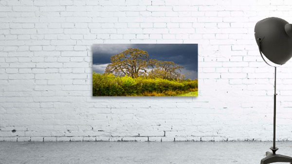 Roadside Oaks  Wall Preview