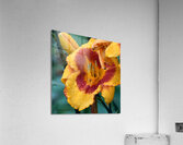 352 Acrylic Print
