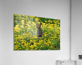 027 Acrylic Print