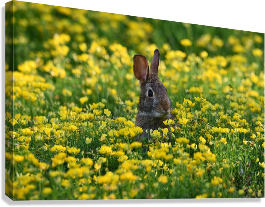 027 Canvas Print