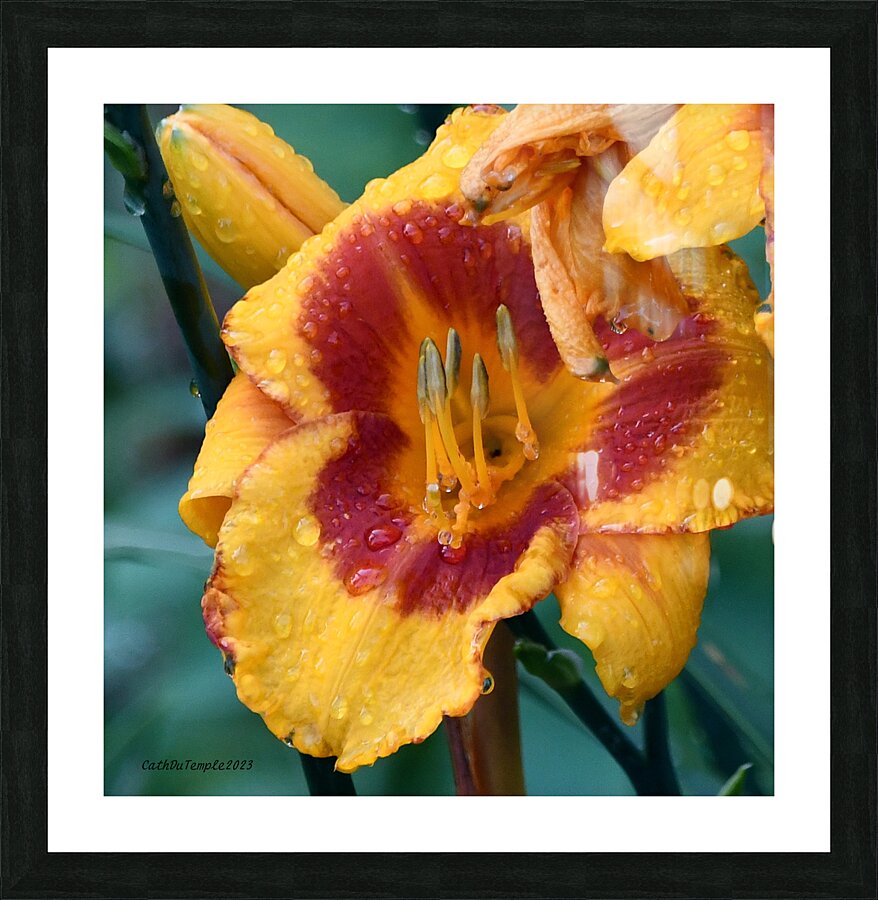 352 Picture Frame print